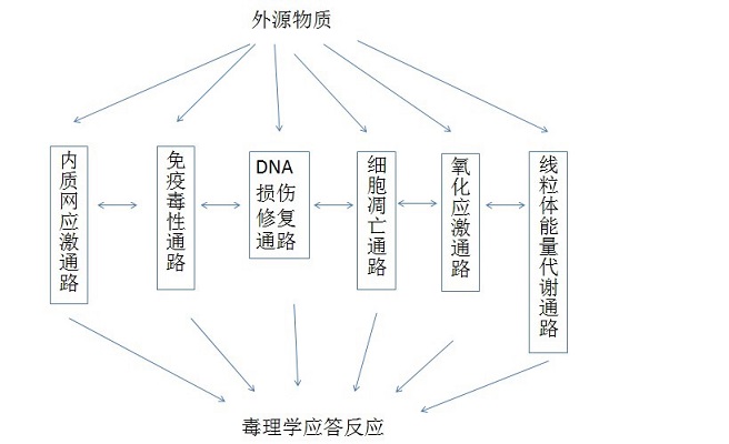 毒理学应答反应